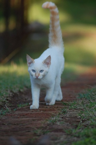 white cat with grey ears and tail
